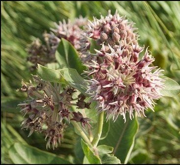 Green and red Baron bell pepper