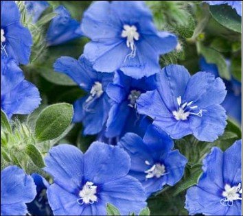 open, deep pink flowers with green centers.