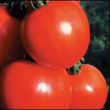 Green and red Baron bell pepper