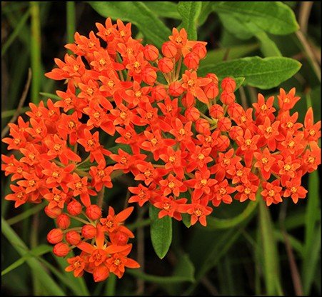 Green and red Baron bell pepper