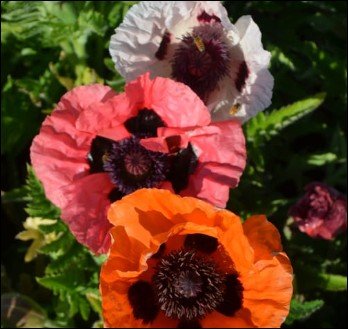 green edged leaves with pale centers.