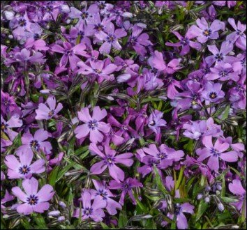 open, deep pink flowers with green centers.