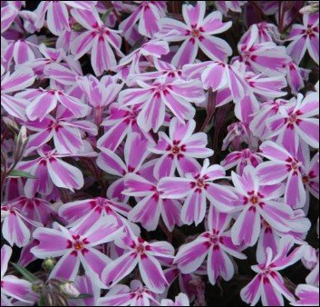 pale green flowers with pink edged petals.