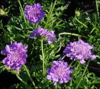 green edged leaves with pale centers.