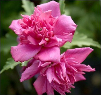 open, deep pink flowers with green centers.
