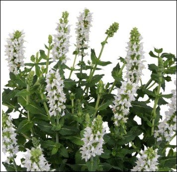 open, deep pink flowers with green centers.