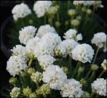 pale green flowers with pink edged petals.