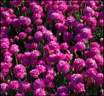 green edged leaves with pale centers.