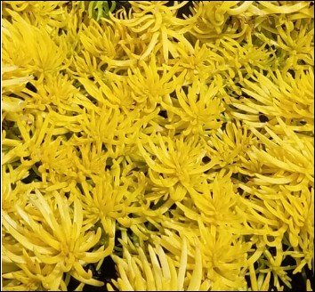 open, deep pink flowers with green centers.