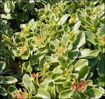 pale green flowers with pink edged petals.