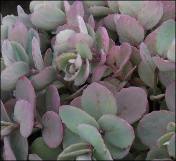 green edged leaves with pale centers.