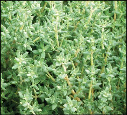 Green and red Baron bell pepper