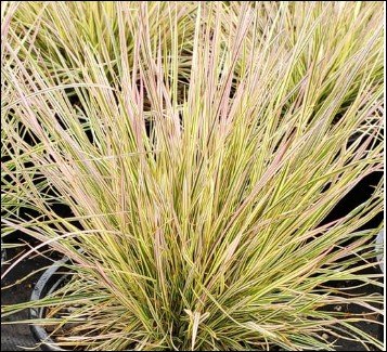 green edged leaves with pale centers.