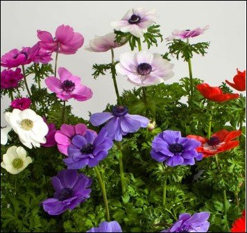 pale green flowers with pink edged petals.