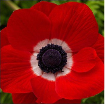 open, deep pink flowers with green centers.