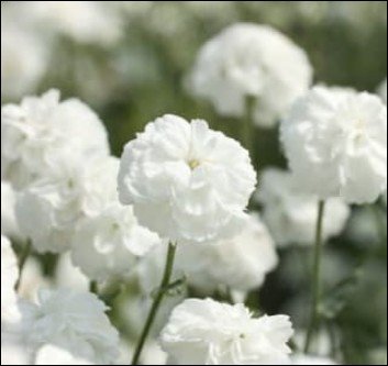 green edged leaves with pale centers.