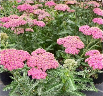 open, deep pink flowers with green centers.