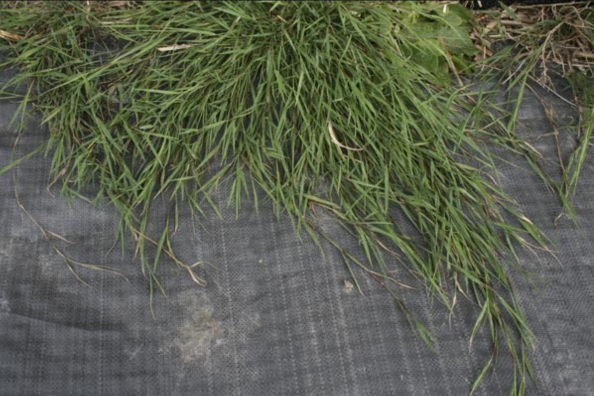 long creeping leaves of bent grass.