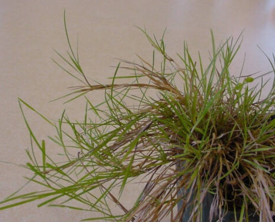 side view of creeping bent grass.