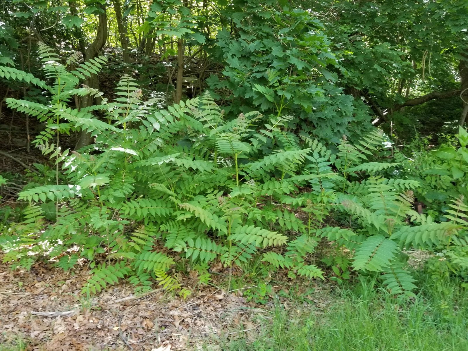 Infestation of young trees.