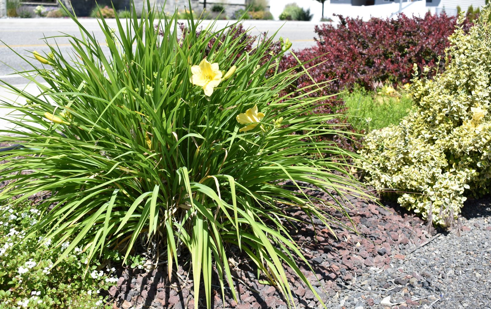 daylily in firewise garden.