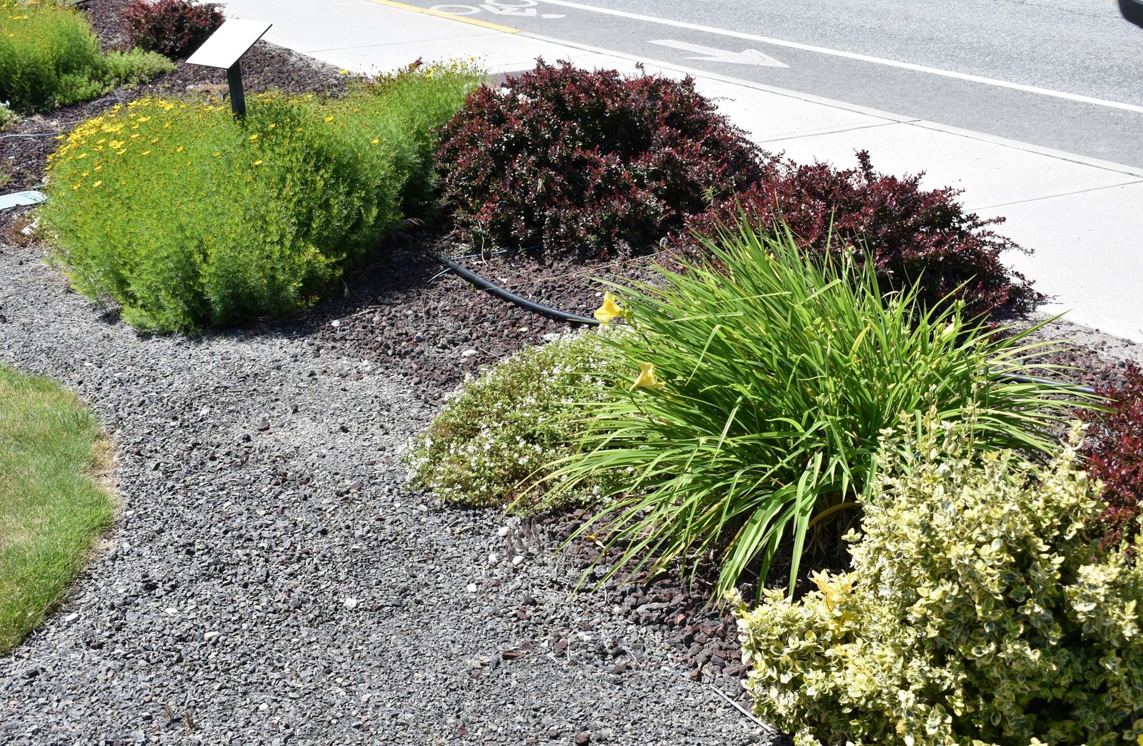 Some fire resistance plants in the garden.