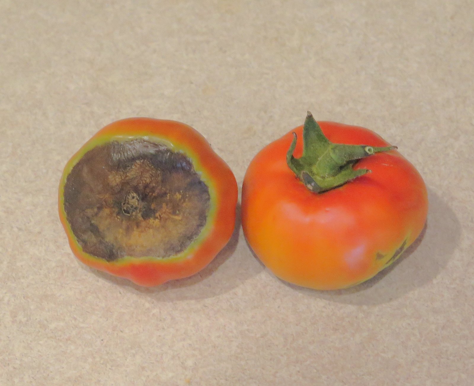 Two tomatoes, the left one showing rotted bottom
