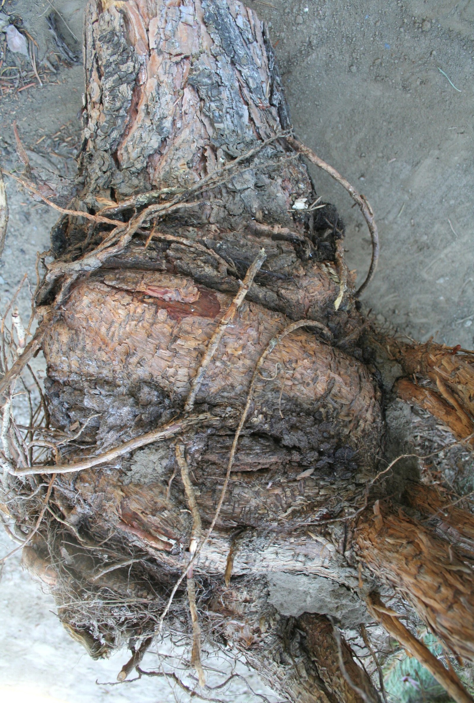 Girdling roots choking the base of a tree.