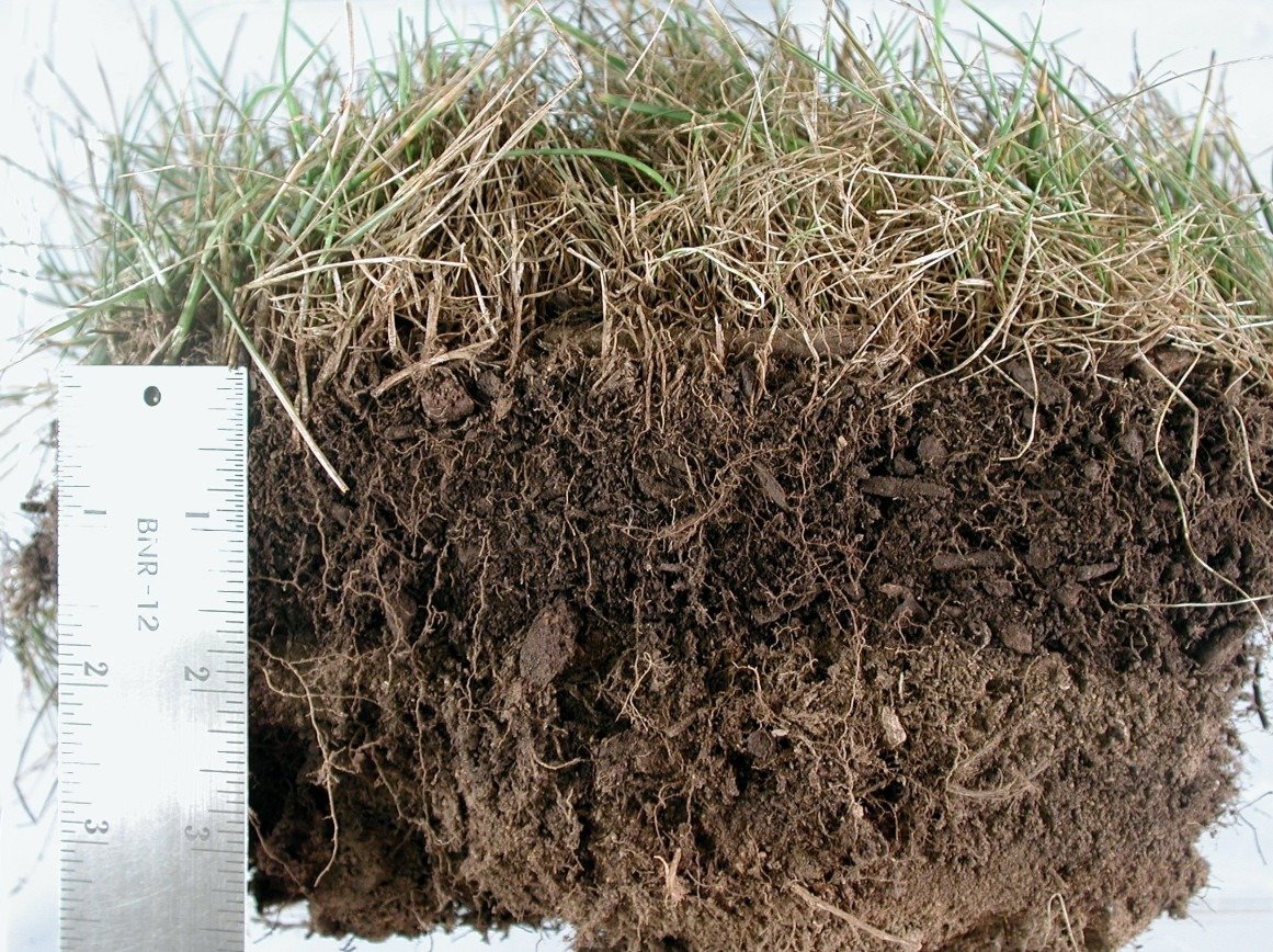 Section of lawn cutout showing grass on top, dark thatch and lighter brown soil with ruler ruler for reference.