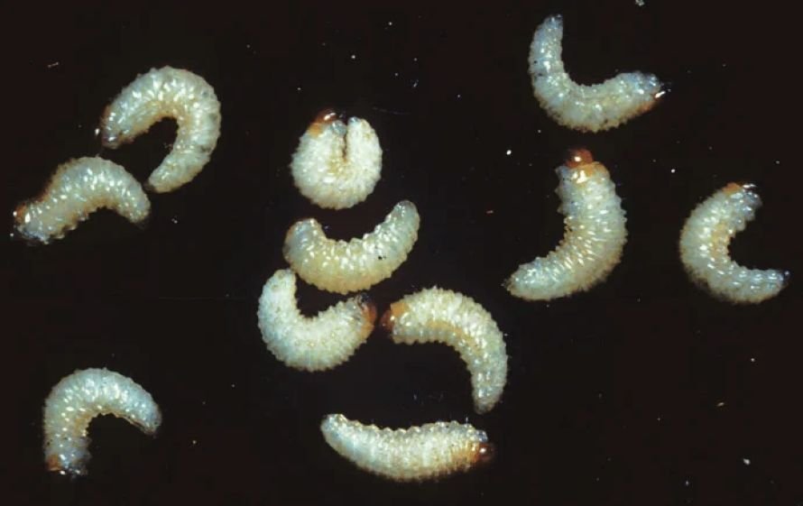 Numerous whitish root weavil lavae red-brown heads on black background.