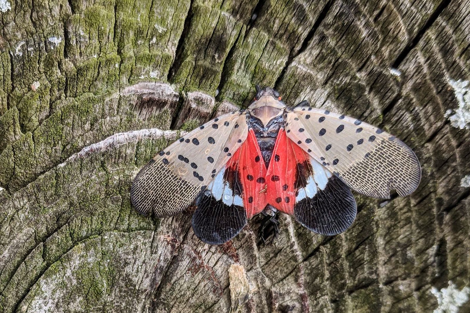 a colorful spotted lantern fly.