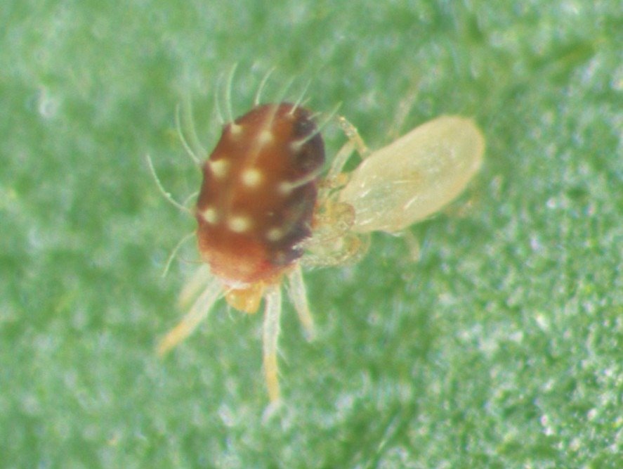 Predatory mite feeding on a red mite.