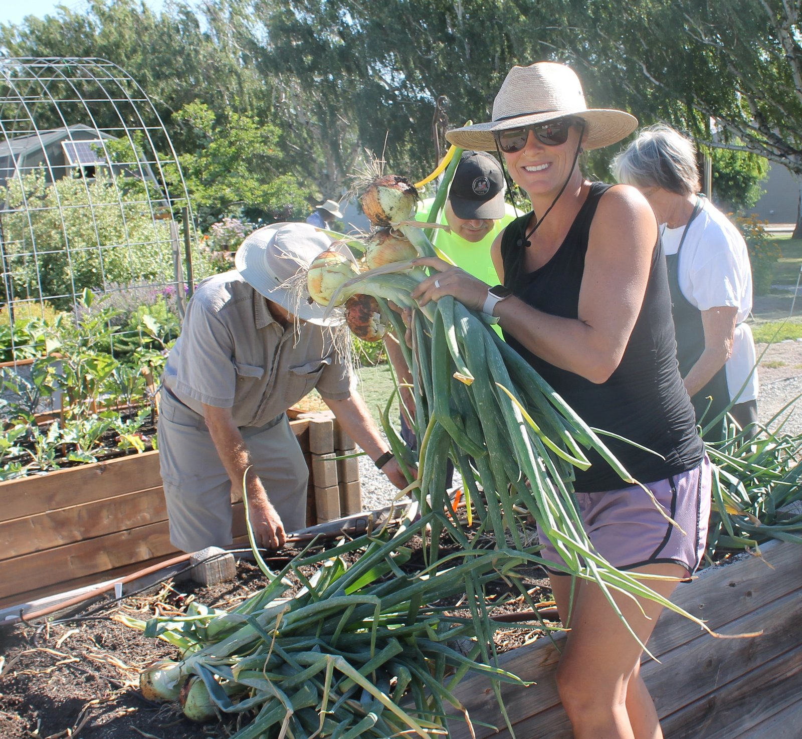 Master Gardener volunteers harvesting onions.