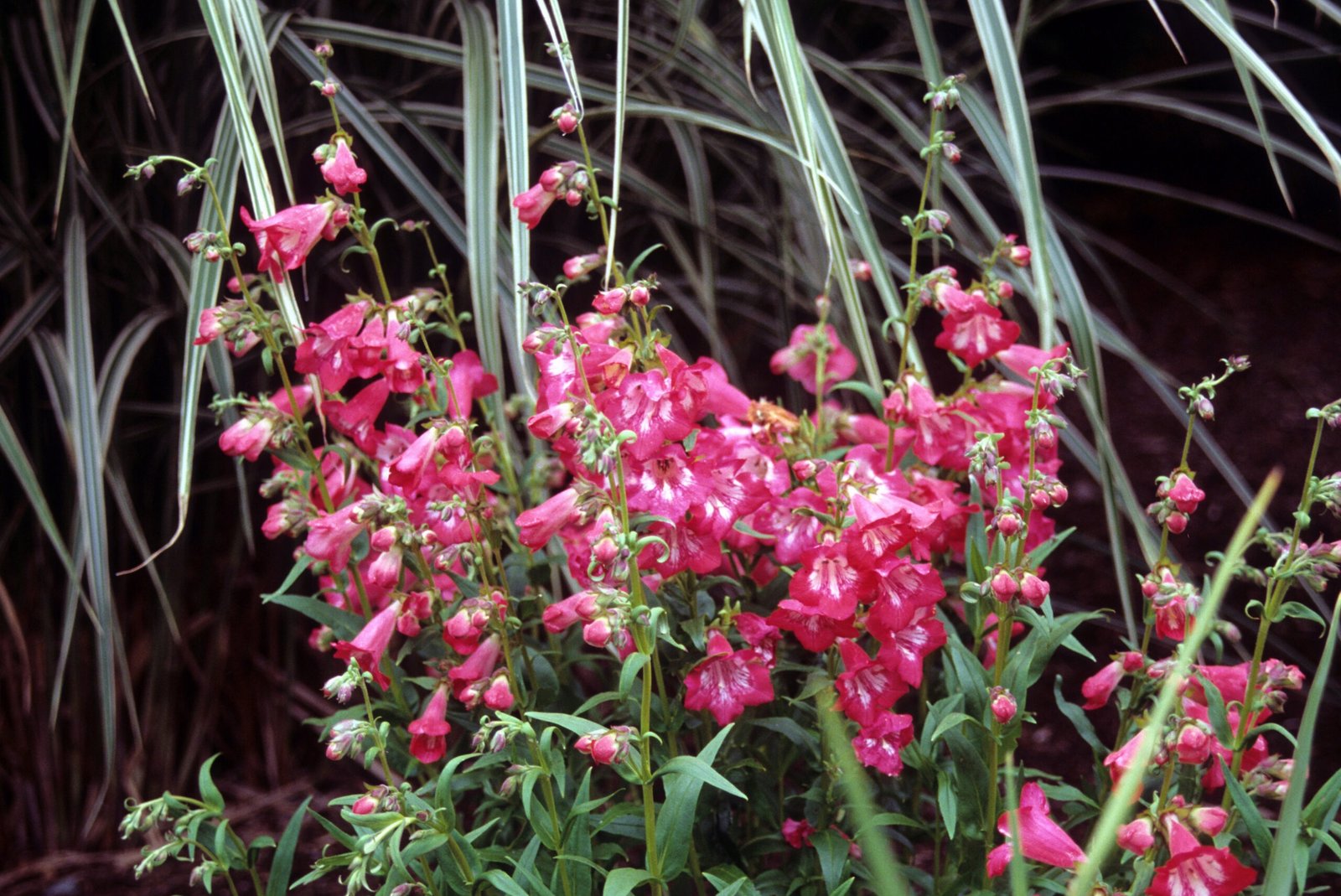 Red flowers of penstemon growing amongst grasses.