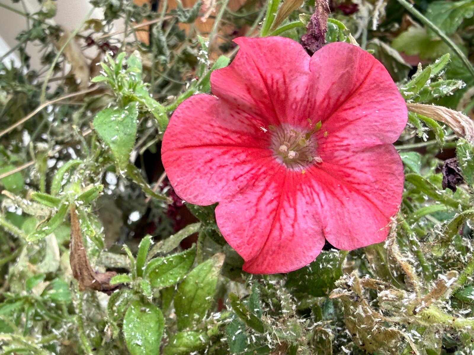 Red petunia