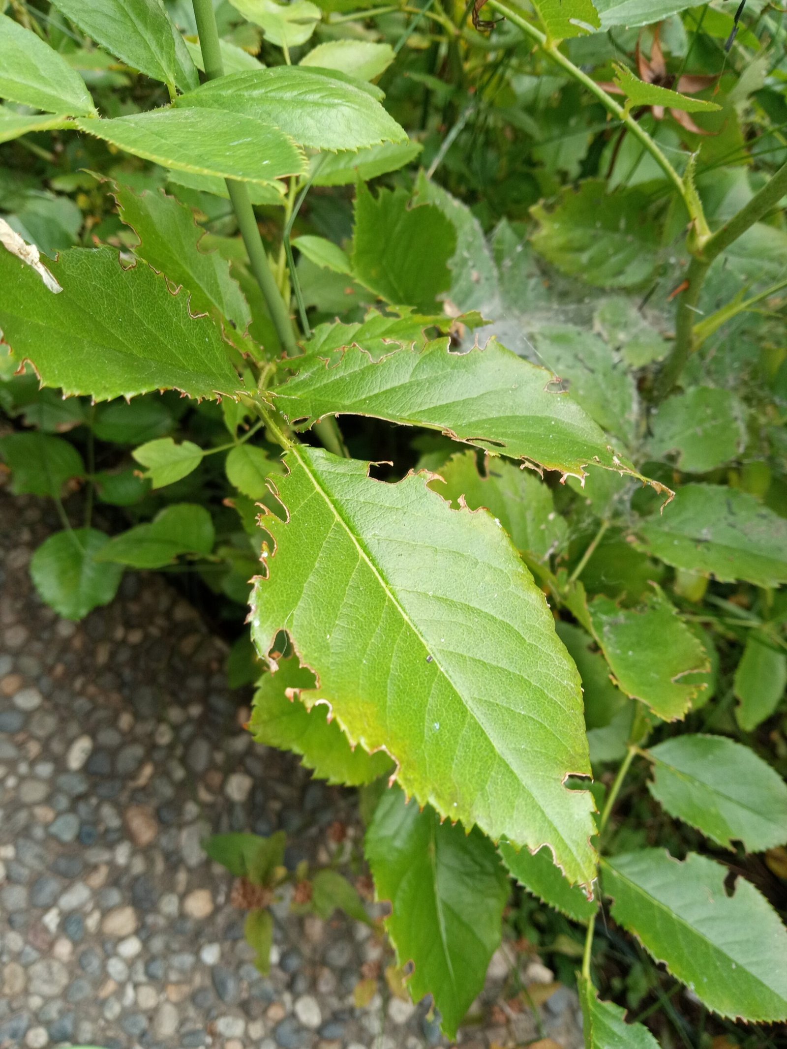 Irregular leaf notching caused by adult root weavils.