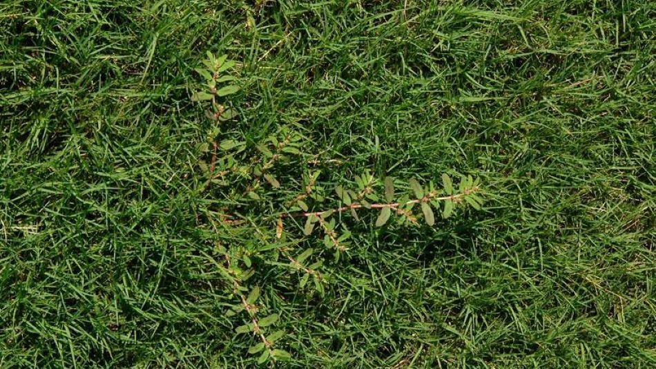 Spotted spurge weed in turf grass.