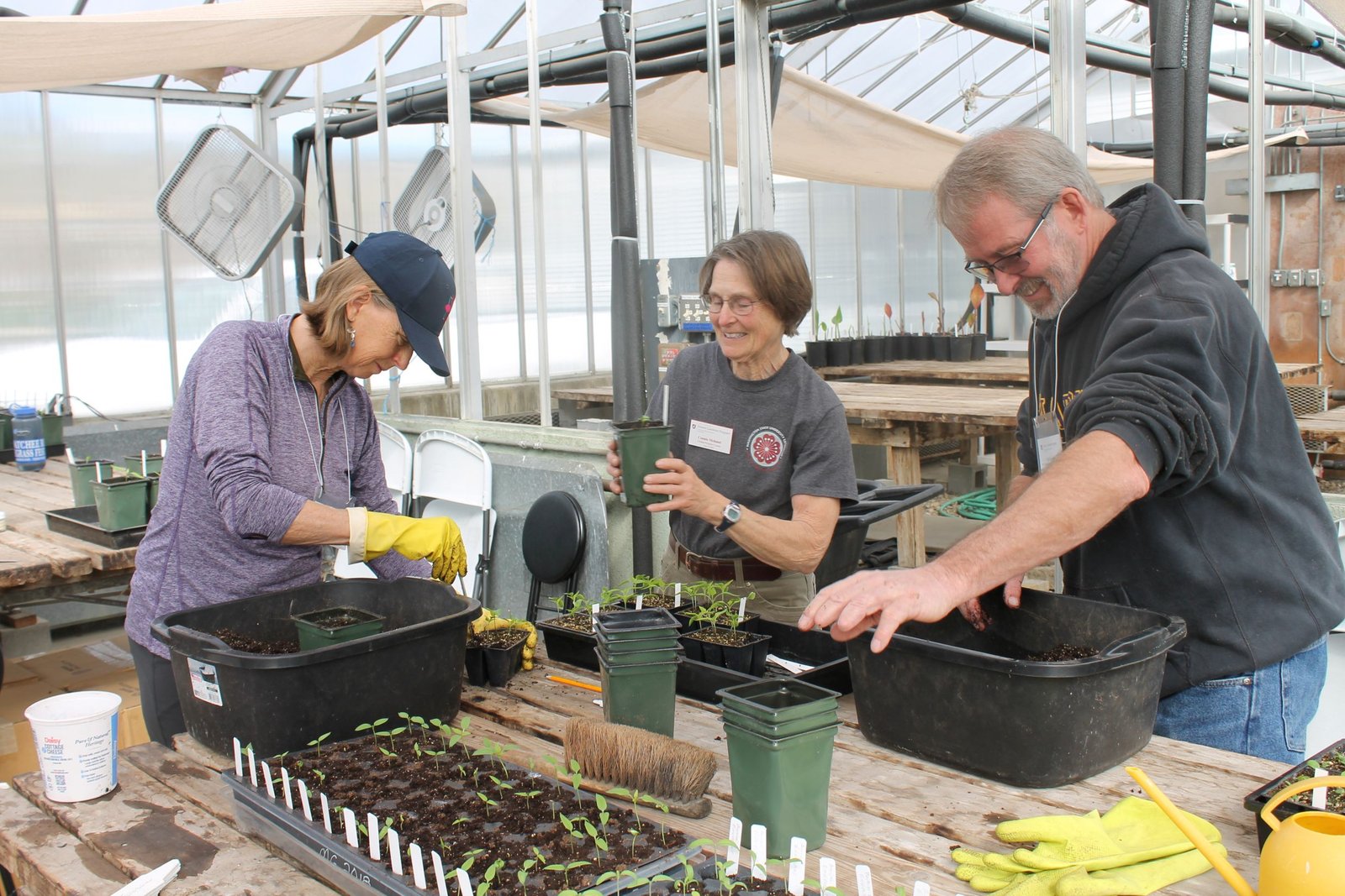 Several Master Gardeners transplanting seedlings to 4-inch pots in the greenhouse.