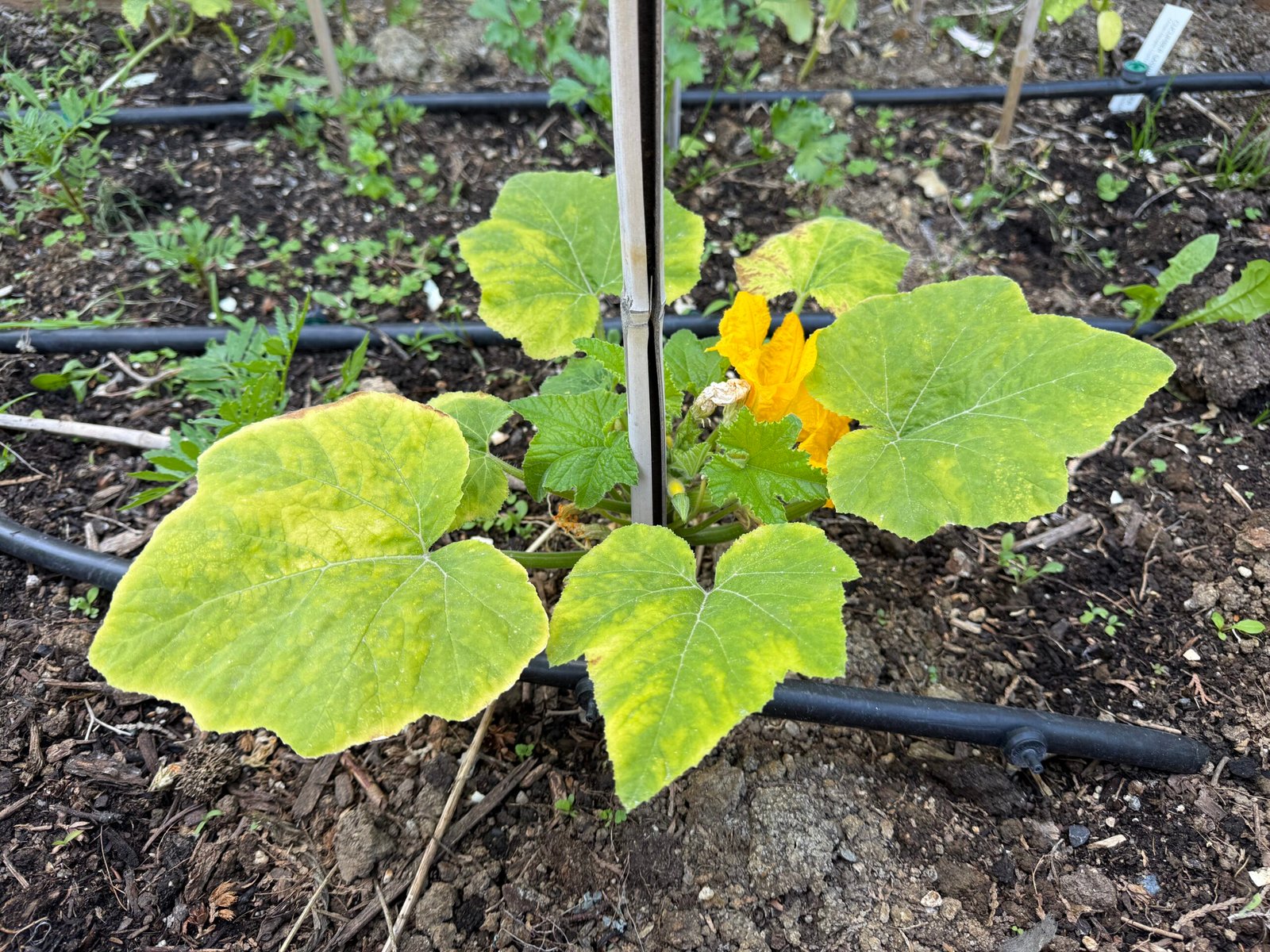 young zucchini plant blooming with larger yellowing leaves.