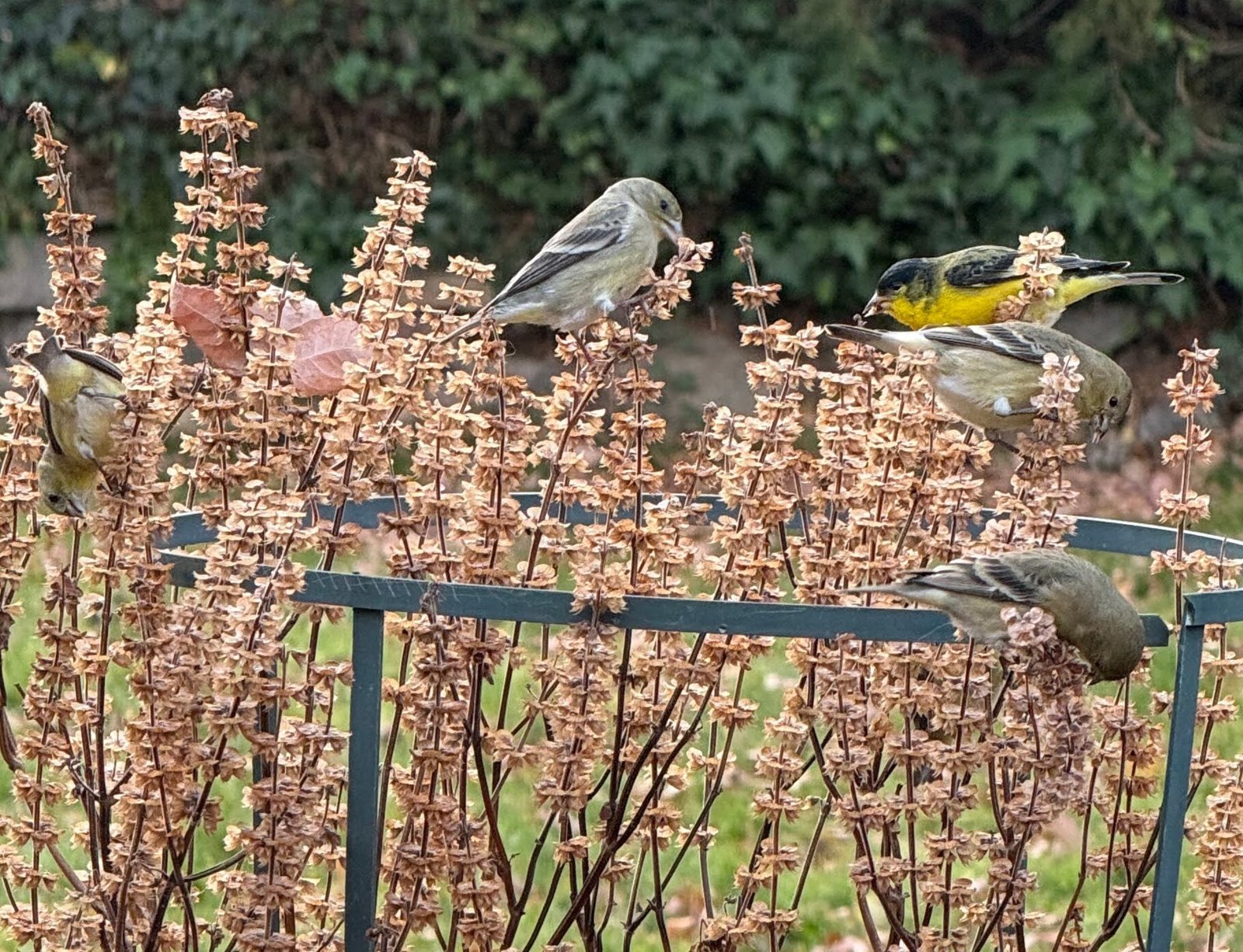 Multiple Goldfinches feeding on basil seed stalks.