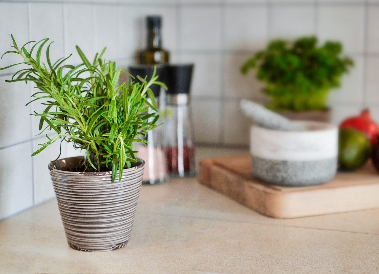 Rosemarry herb in gray planter on the counter.