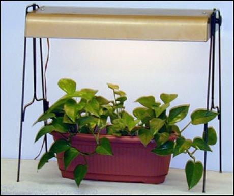 Philodendron in elongated red planter under artificial lighting.