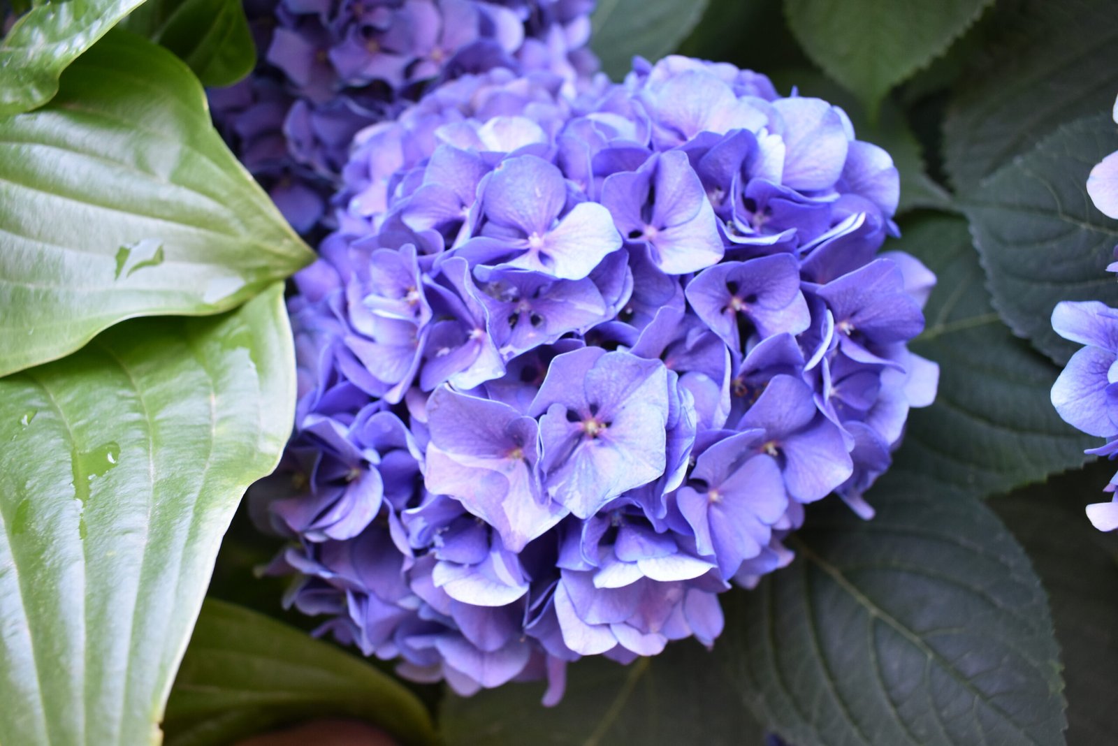 Purple hydrangea flower.