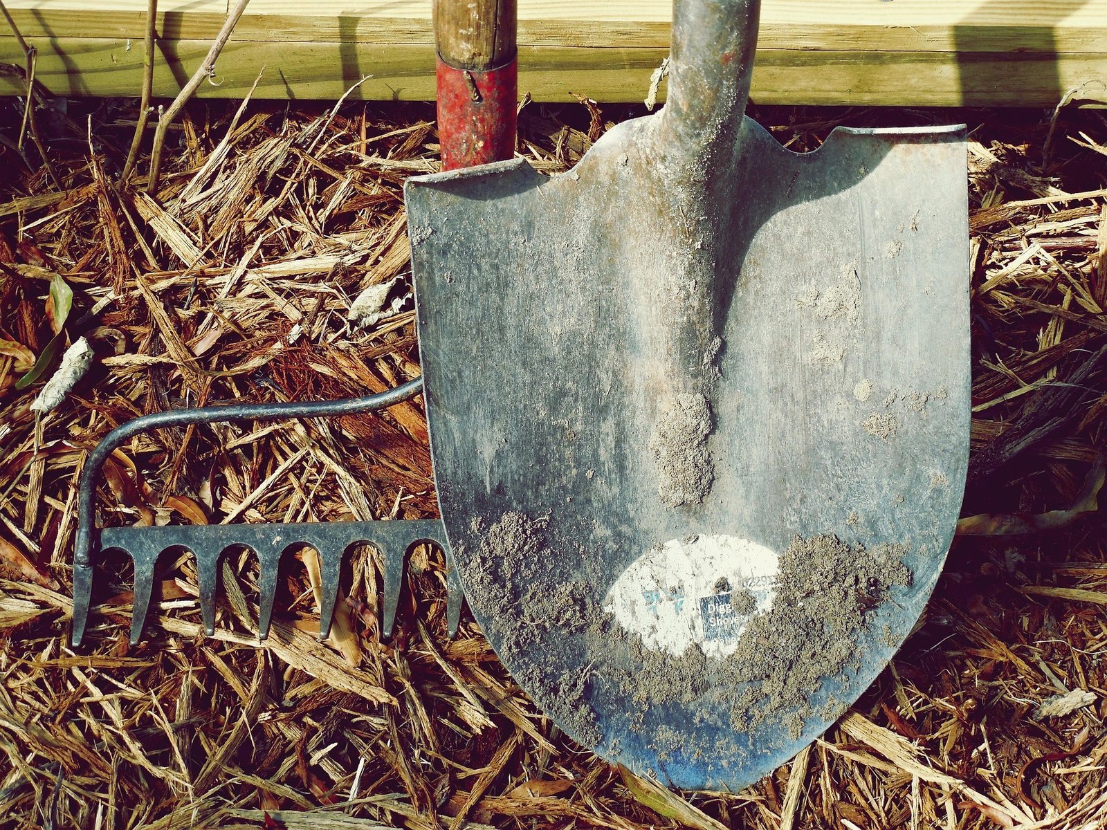 The business ends of a spade shovel and an iron rake.