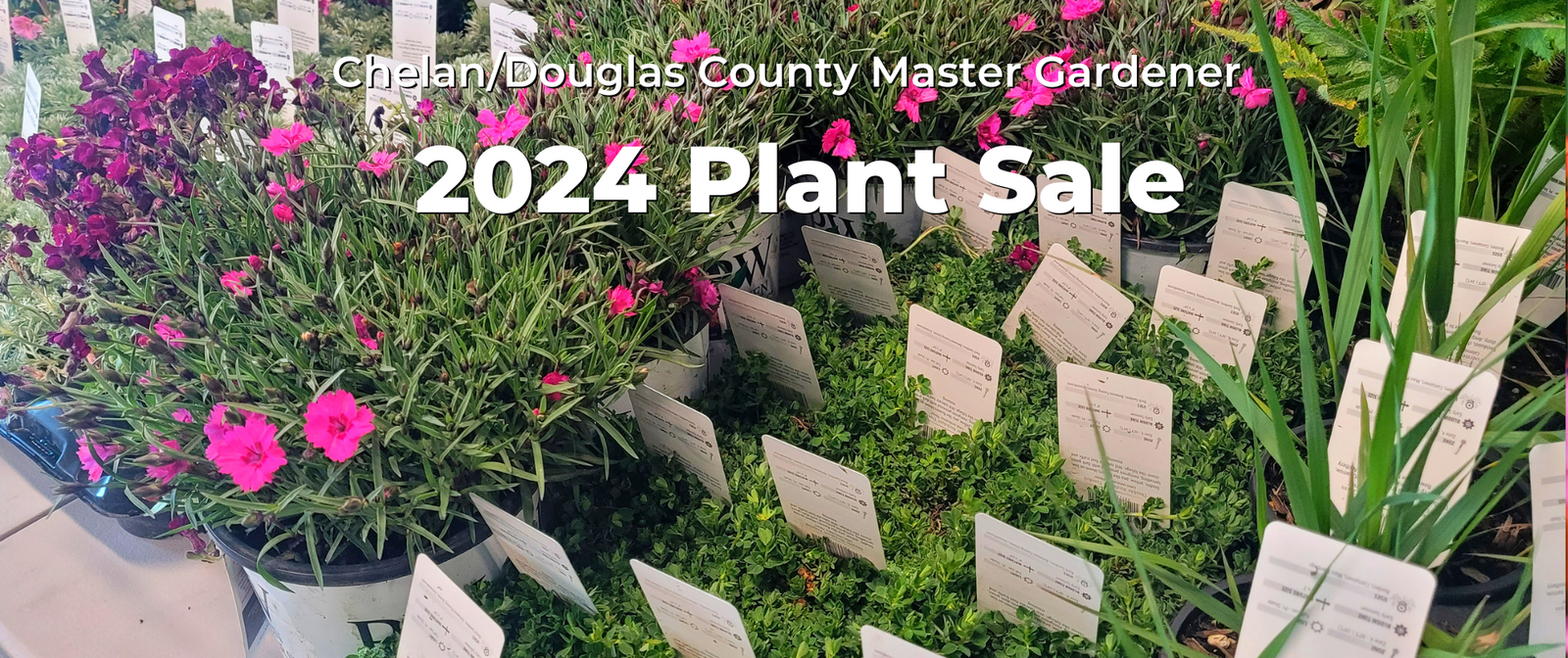 2024 Plant sale graphic.