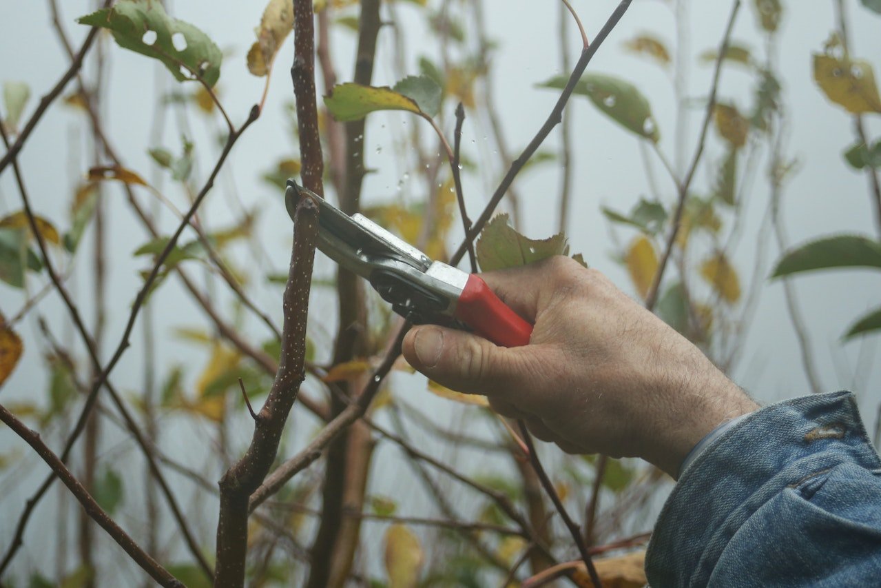 Pruning a bush.