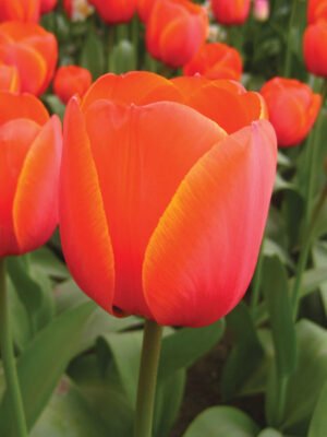 Ad Rem orange tulip.