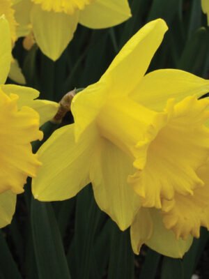 Yellow Trumpet daffodil
