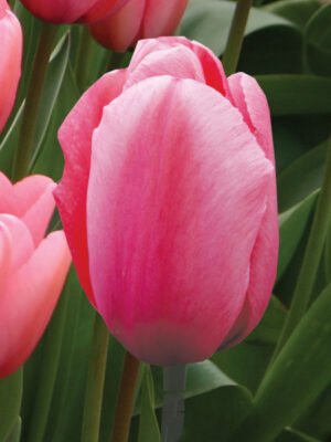 Pink Impression Tulip.