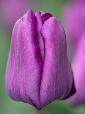 Purple Saigon tulip